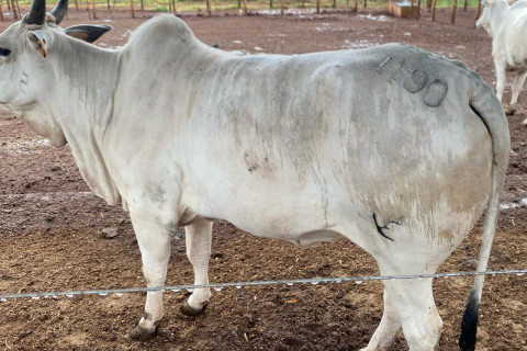 29 cabeças de gado são furtadas de fazenda em São Jerônimo da Serra PR