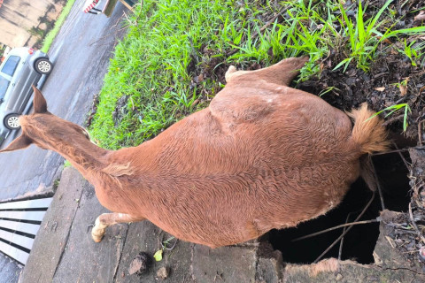 Cavalo cai em buraco em Bandeirantes PR